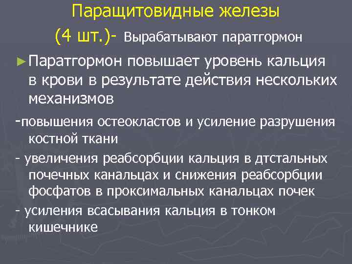 Паращитовидные железы (4 шт. )- Вырабатывают паратгормон ► Паратгормон повышает уровень кальция в крови