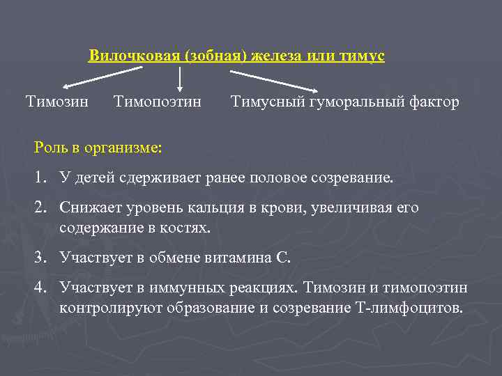 Вилочковая (зобная) железа или тимус Тимозин Тимопоэтин Тимусный гуморальный фактор Роль в организме: 1.