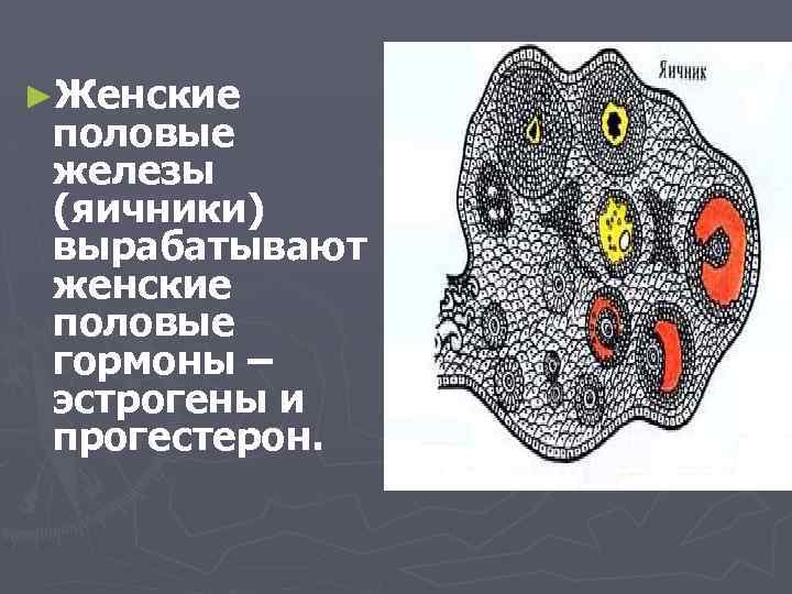 ►Женские половые железы (яичники) вырабатывают женские половые гормоны – эстрогены и прогестерон. 