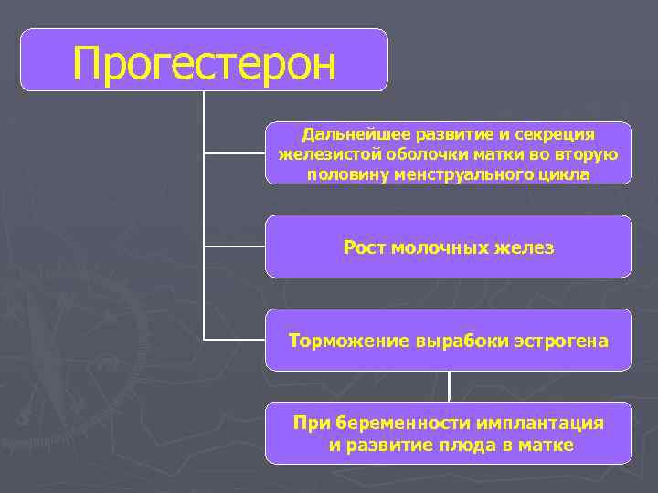 Прогестерон Дальнейшее развитие и секреция железистой оболочки матки во вторую половину менструального цикла Рост