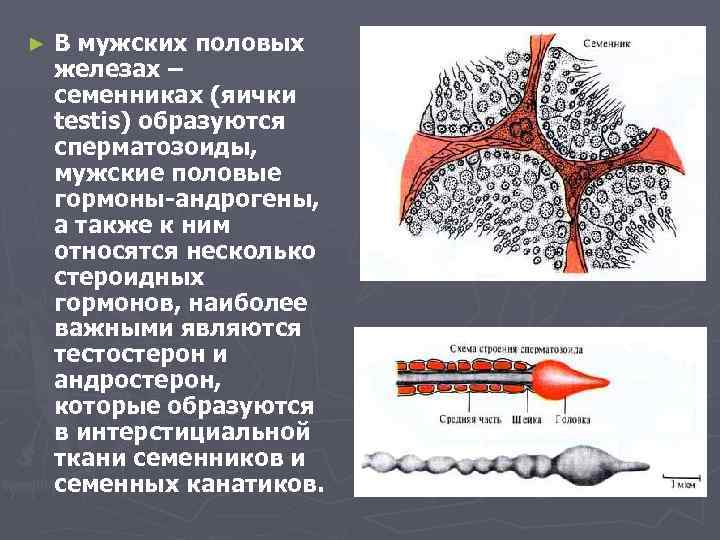 ► В мужских половых железах – семенниках (яички testis) образуются сперматозоиды, мужские половые гормоны-андрогены,