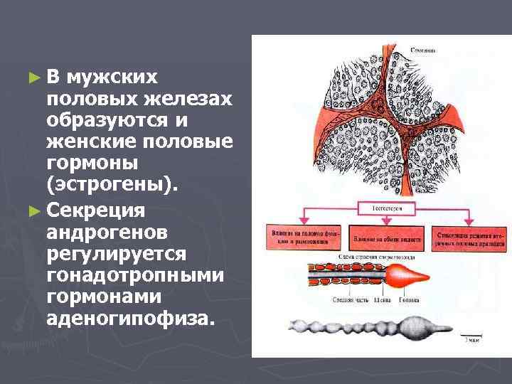 ►В мужских половых железах образуются и женские половые гормоны (эстрогены). ► Секреция андрогенов регулируется