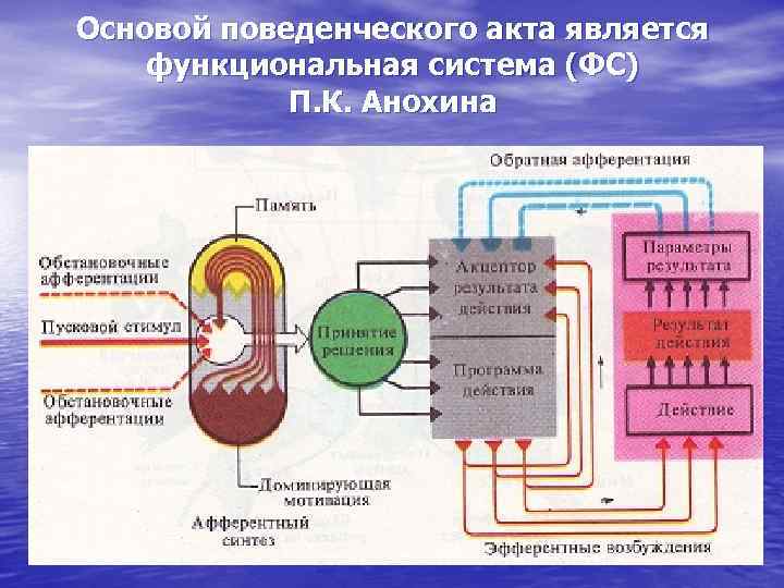 Основой поведенческого акта является функциональная система (ФС) П. К. Анохина 