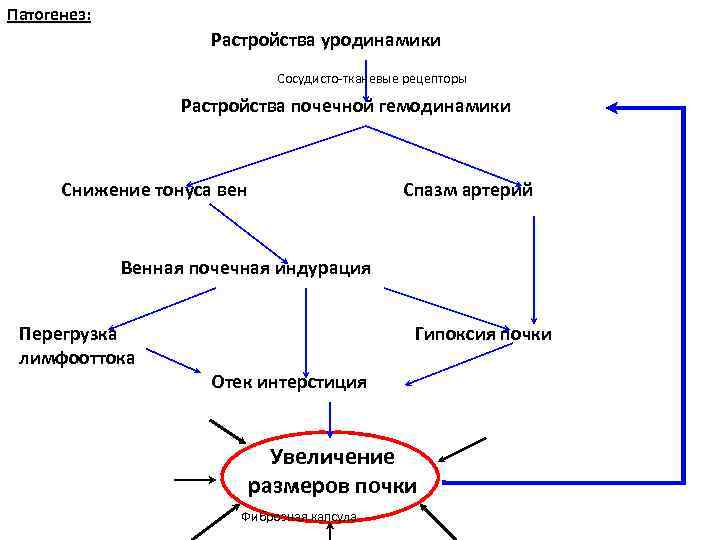 Патогенез: Растройства уродинамики Сосудисто-тканевые рецепторы Растройства почечной гемодинамики Снижение тонуса вен Спазм артерий Венная