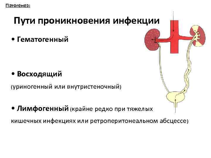 Патогенез: Пути проникновения инфекции • Гематогенный • Восходящий (уриногенный или внутристеночный) • Лимфогенный (крайне