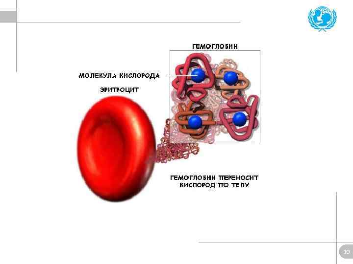 Гемоглобин кислород. Перенос кислорода гемоглобином схема. Перенос кислорода эритроцитами. Гемоглобин переносит кислород. Эритроциты переносят кислород.