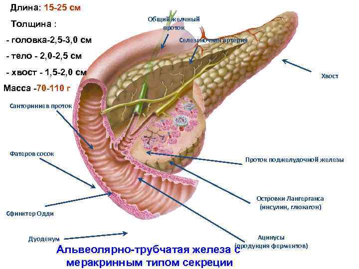  Длина: 15 -25 см Толщина : - головка-2, 5 -3, 0 см Общий