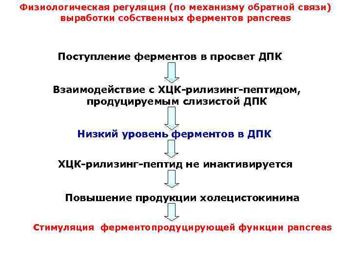 Физиологическая регуляция (по механизму обратной связи) выработки собственных ферментов pancreas Поступление ферментов в просвет