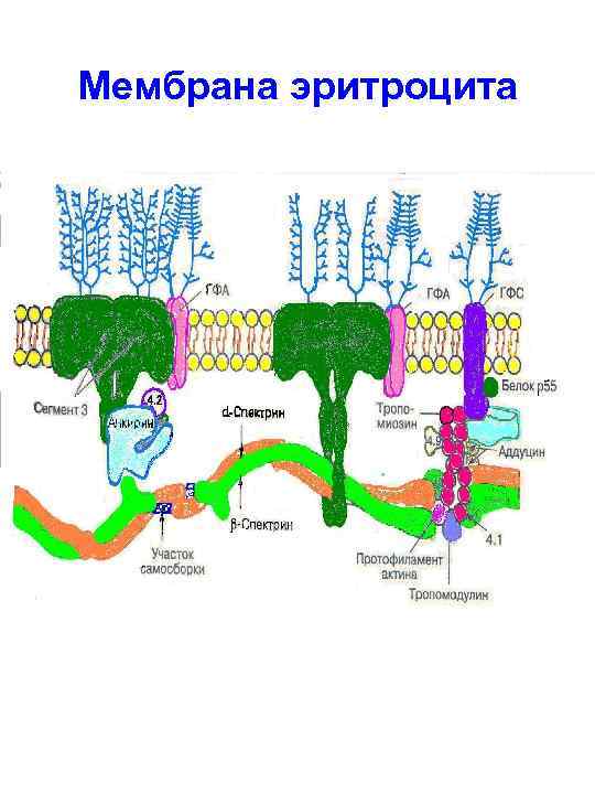 Мембрана эритроцита 