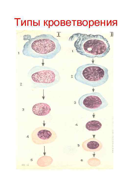 Типы кроветворения 