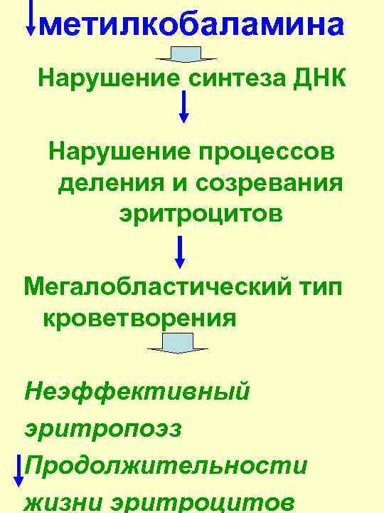 метилкобаламина Нарушение синтеза ДНК Нарушение процессов деления и созревания эритроцитов Мегалобластический тип кроветворения Неэффективный