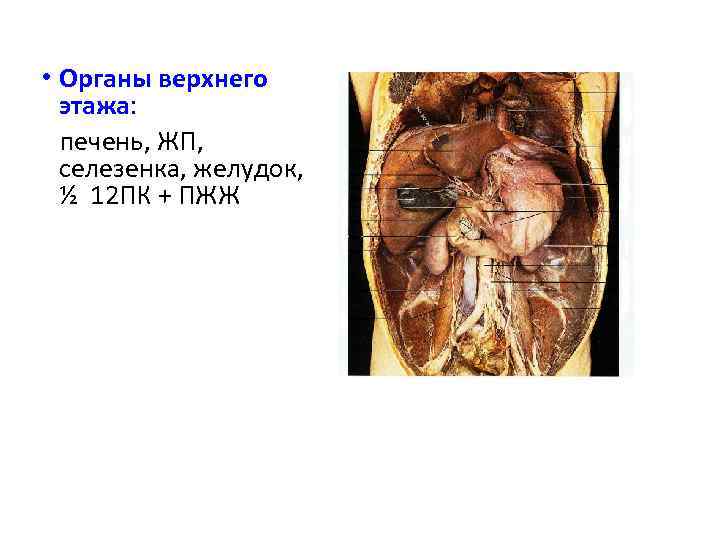  • Органы верхнего этажа: печень, ЖП, селезенка, желудок, ½ 12 ПК + ПЖЖ