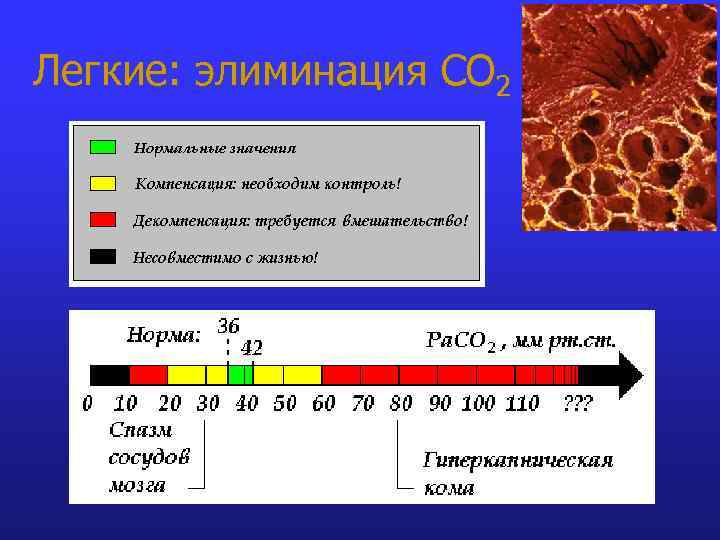 Легкие: элиминация СО 2 