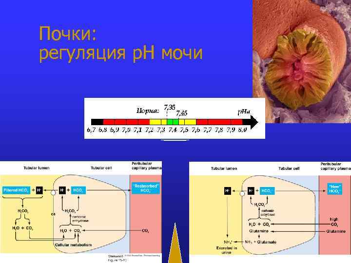 Почки: регуляция р. Н мочи 