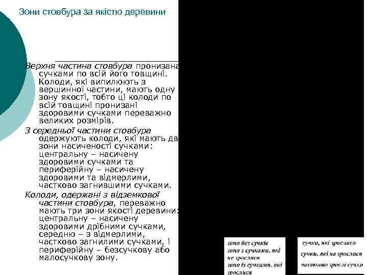 Зони стовбура за якістю деревини Верхня частина стовбура пронизана сучками по всій його товщині.