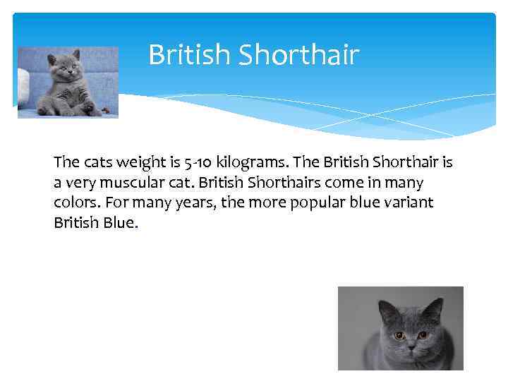 British Shorthair The cats weight is 5 -10 kilograms. The British Shorthair is a