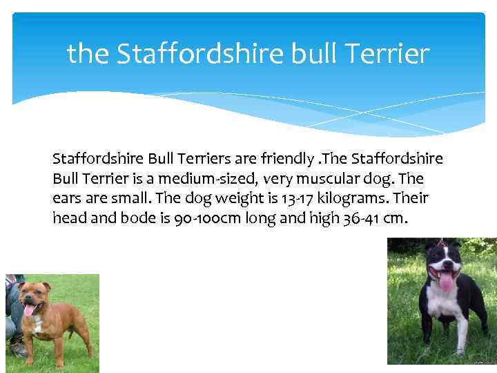 the Staffordshire bull Terrier Staffordshire Bull Terriers are friendly. The Staffordshire Bull Terrier is