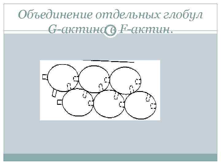 Объединение отдельных глобул G-актина в F-актин. 