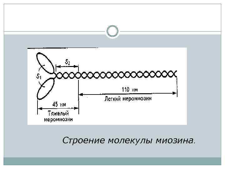 Строение молекулы миозина. 