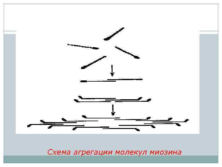 Схема агрегации молекул миозина 