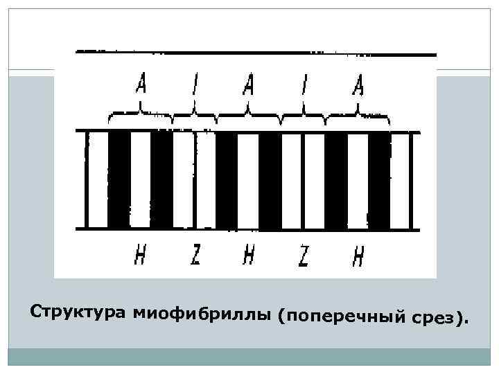 Структура миофибриллы (поперечный срез). 