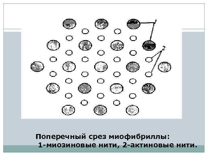 Поперечный срез миофибриллы: 1 -миозиновые нити, 2 -актиновые нити. 