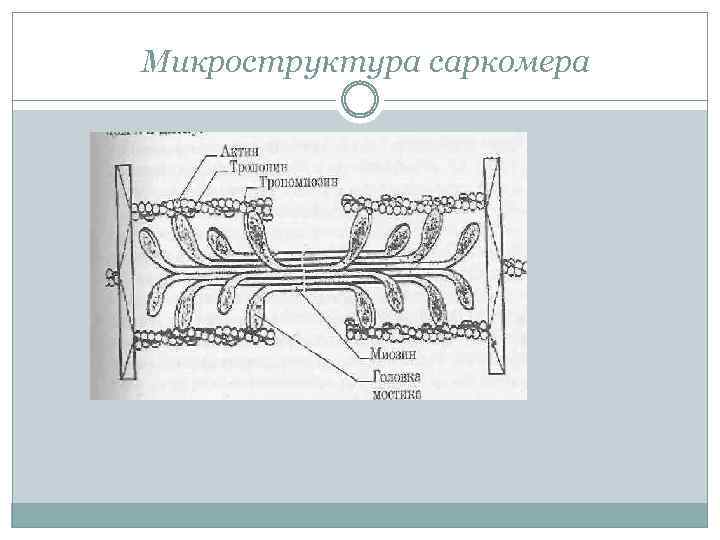 Микроструктура саркомера 