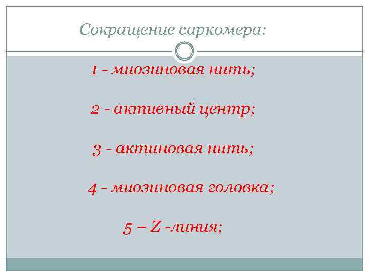 Сокращение саркомера: 1 - миозиновая нить; 2 - активный центр; 3 - актиновая нить;