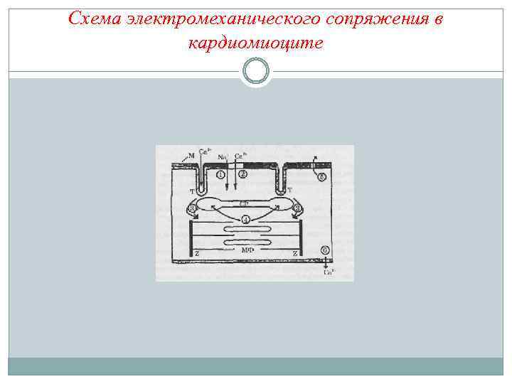 Схема электромеханического сопряжения в кардиомиоците 