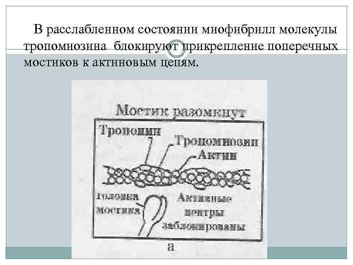В расслабленном состоянии миофибрилл молекулы тропомиозина блокируют прикрепление поперечных мостиков к актиновым цепям. 
