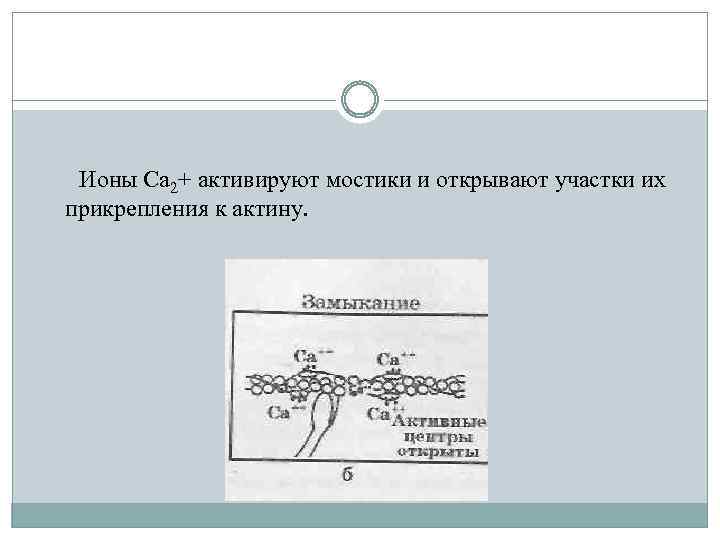 Ионы Са 2+ активируют мостики и открывают участки их прикрепления к актину. 