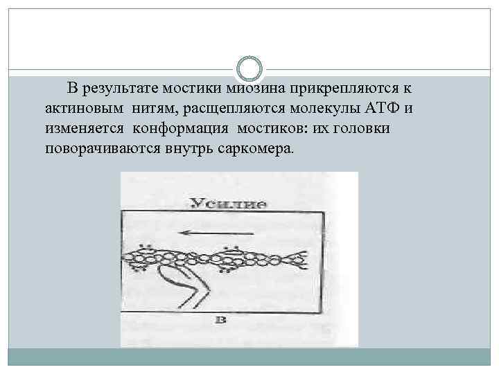В результате мостики миозина прикрепляются к актиновым нитям, расщепляются молекулы АТФ и изменяется конформация