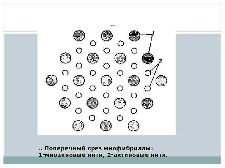 . . Поперечный срез миофибриллы: 1 -миозиновые нити, 2 -актиновые нити. 