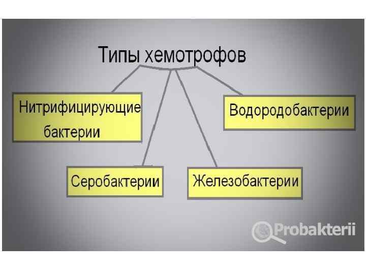 Организмы способные к фото или хемосинтезу относят к