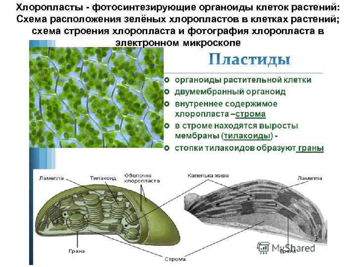 Хлоропласты - фотосинтезирующие органоиды клеток растений: Схема расположения зелёных хлоропластов в клетках растений; схема