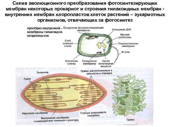 Процесс клеток растений