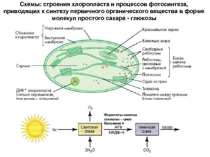 Синтез глюкозы фаза фотосинтеза