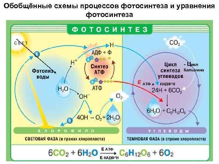 Обобщённые схемы процессов фотосинтеза и уравнения фотосинтеза - Цикл Кальвина АТФ и Е АТФ