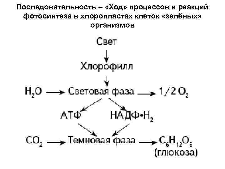 Образование атф темновая фаза. Процессы протекающие при фотосинтезе. Последовательные стадии фотосинтеза. Последовательность процессов протекания фотосинтеза. Последовательные процессы при фотосинтезе.