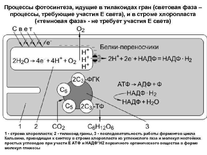 Процессы фотосинтеза, идущие в тилакоидах гран (световая фаза – процессы, требующие участия Е света),