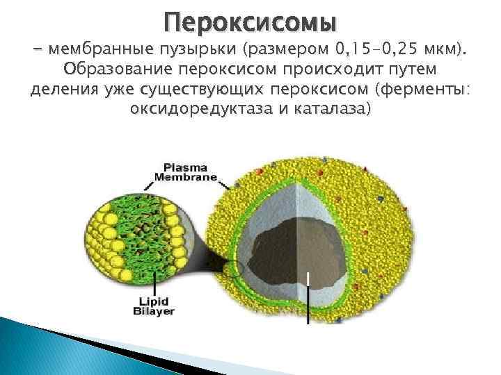 Пероксисомы - мембранные пузырьки (размером 0, 15 -0, 25 мкм). Образование пероксисом происходит путем