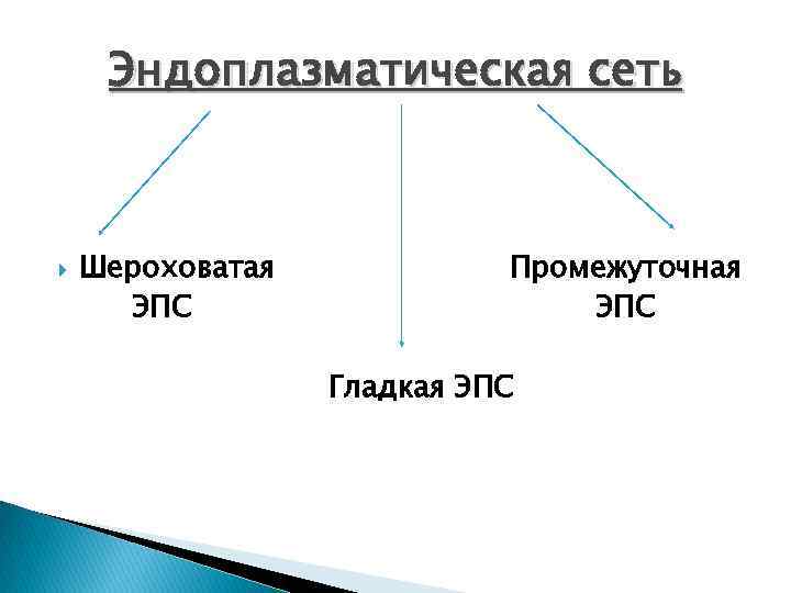 Эндоплазматическая сеть Шероховатая ЭПС Промежуточная ЭПС Гладкая ЭПС 