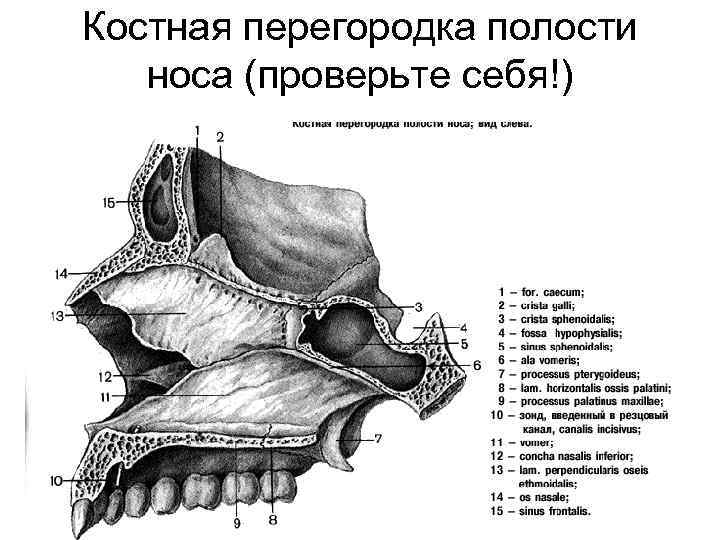 Костная перегородка полости носа (проверьте себя!) 