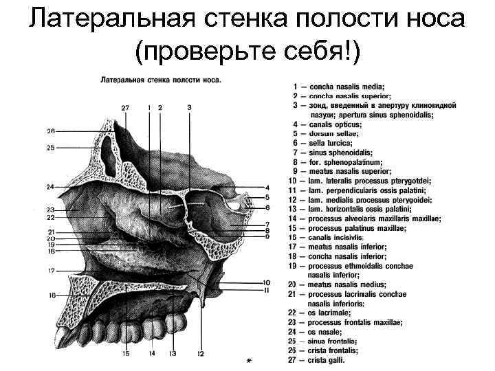 Полость носа на латинском