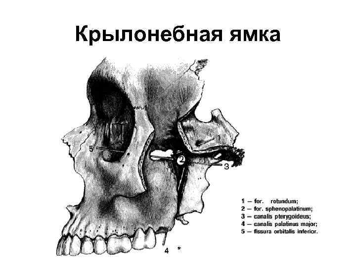 Границы крылонебной ямки