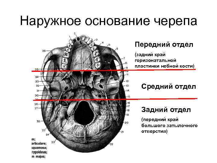 Наружное основание черепа Передний отдел (задний край горизонатальной пластинки небной кости) Средний отдел Задний