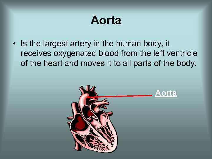 Aorta • Is the largest artery in the human body, it receives oxygenated blood