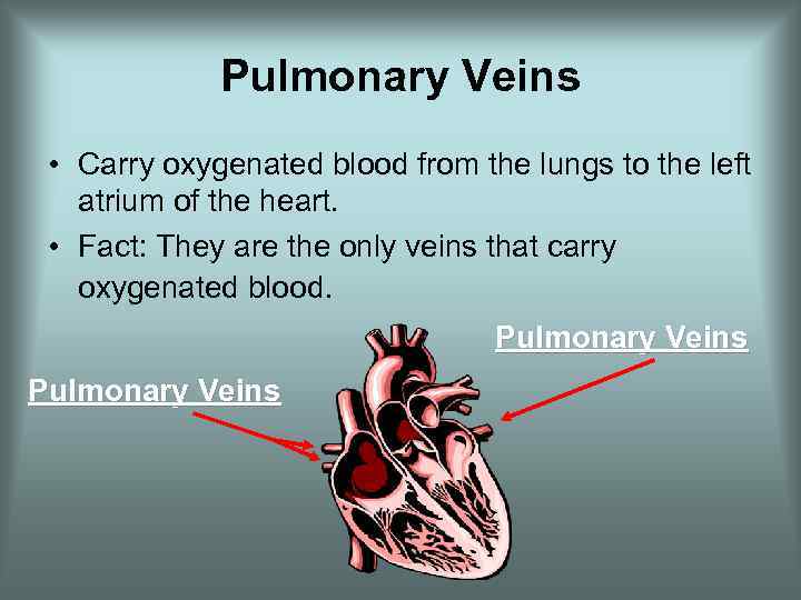 Pulmonary Veins • Carry oxygenated blood from the lungs to the left atrium of