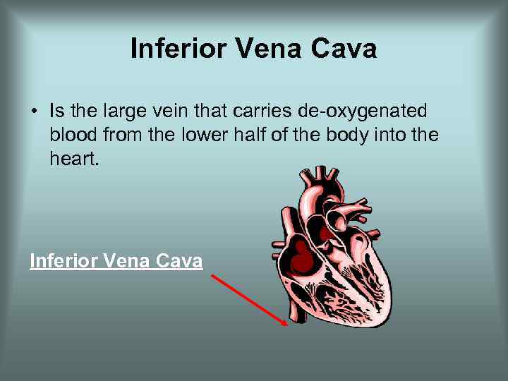 Inferior Vena Cava • Is the large vein that carries de-oxygenated blood from the