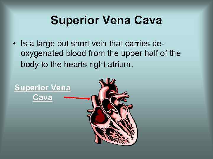 Superior Vena Cava • Is a large but short vein that carries deoxygenated blood